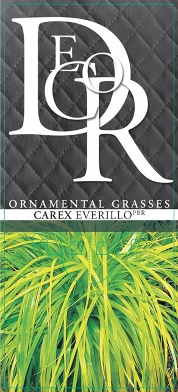 Carex oshim. 'Everillo' - C1